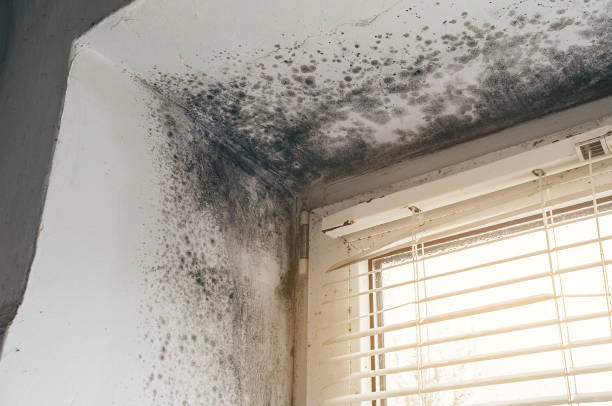 Trusted Bathroom Mold Removal service in Marblehead, MA - Cheap Mold Removal
