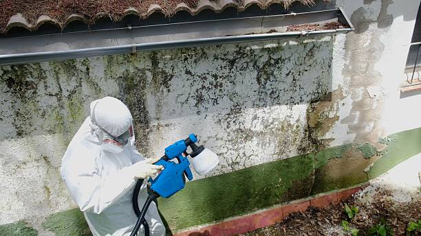 Trusted Crawl Space Mold Removal service in Marblehead, MA - Cheap Mold Removal